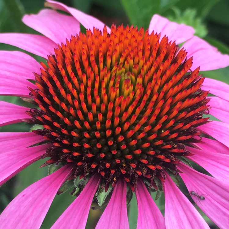plant image 485969