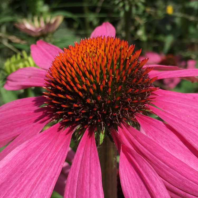 plant image 503624