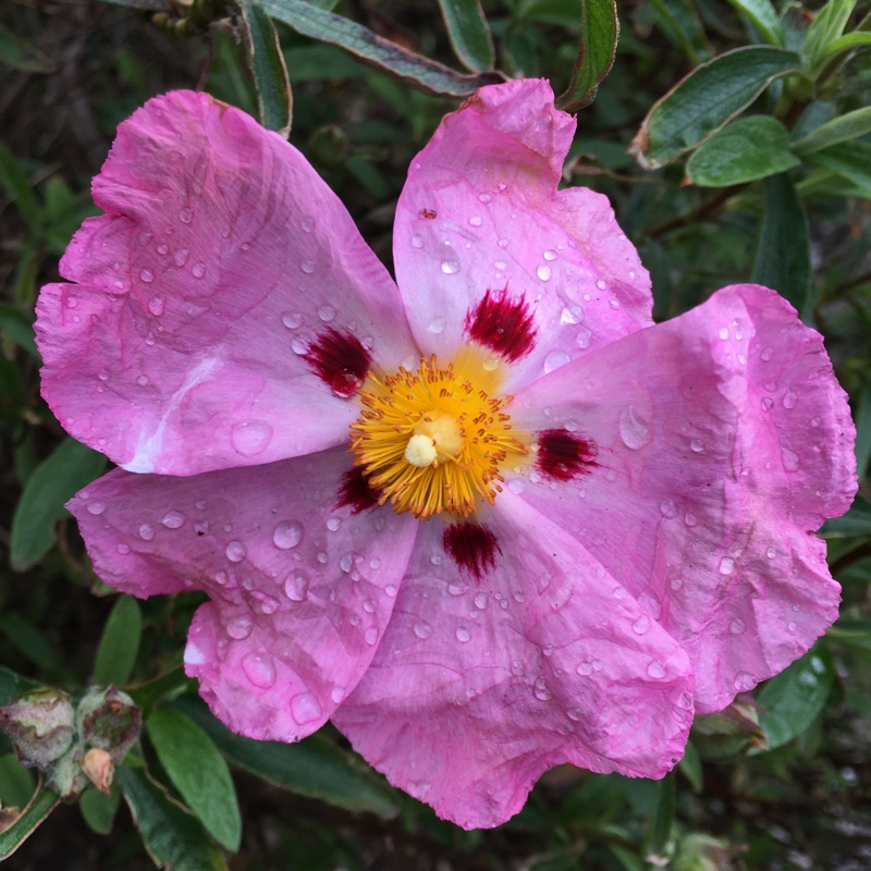 Plant image Cistus x purpureus 'Betty Taudevin'