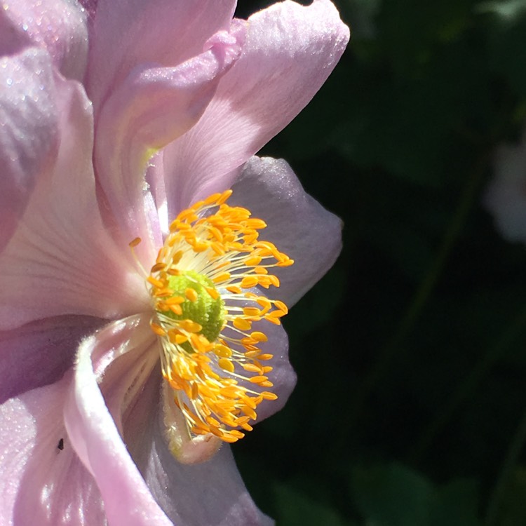 Plant image Anemone hupehensis var. japonica 'Pamina'