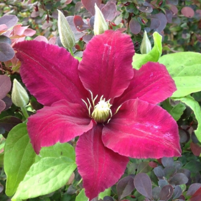 Clematis 'Niobe'