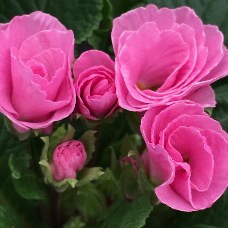 plant image 602614