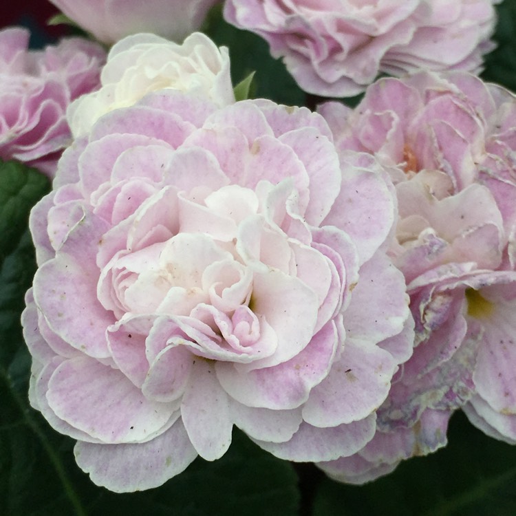 plant image 603298