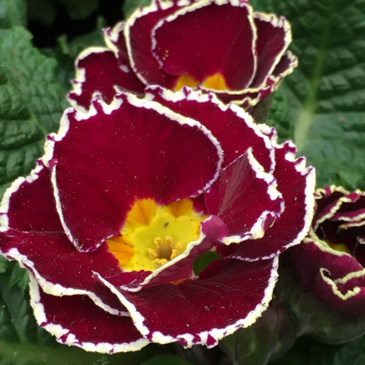 plant image 603673
