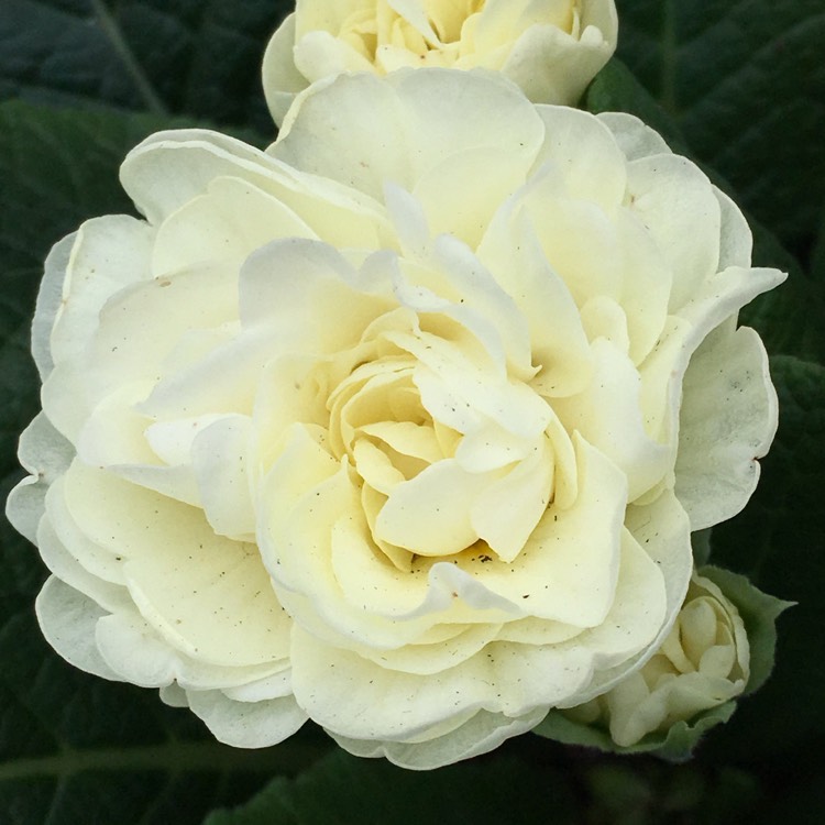 plant image 604161