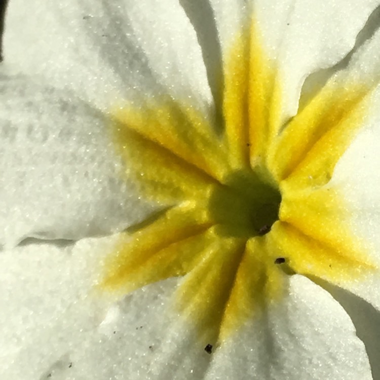 plant image 606182