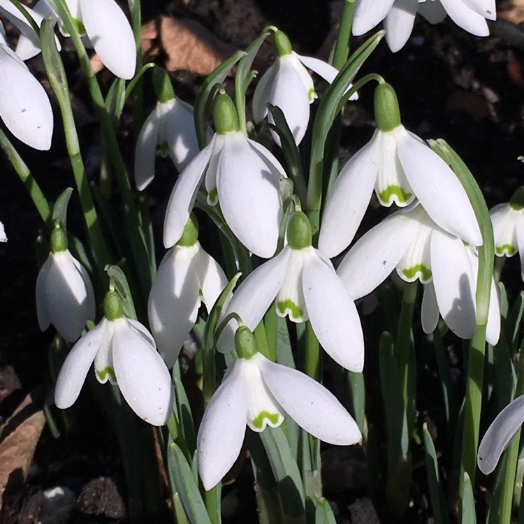 Plant image Galanthus nivalis