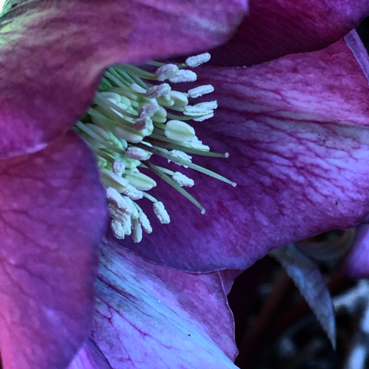 plant image 611792