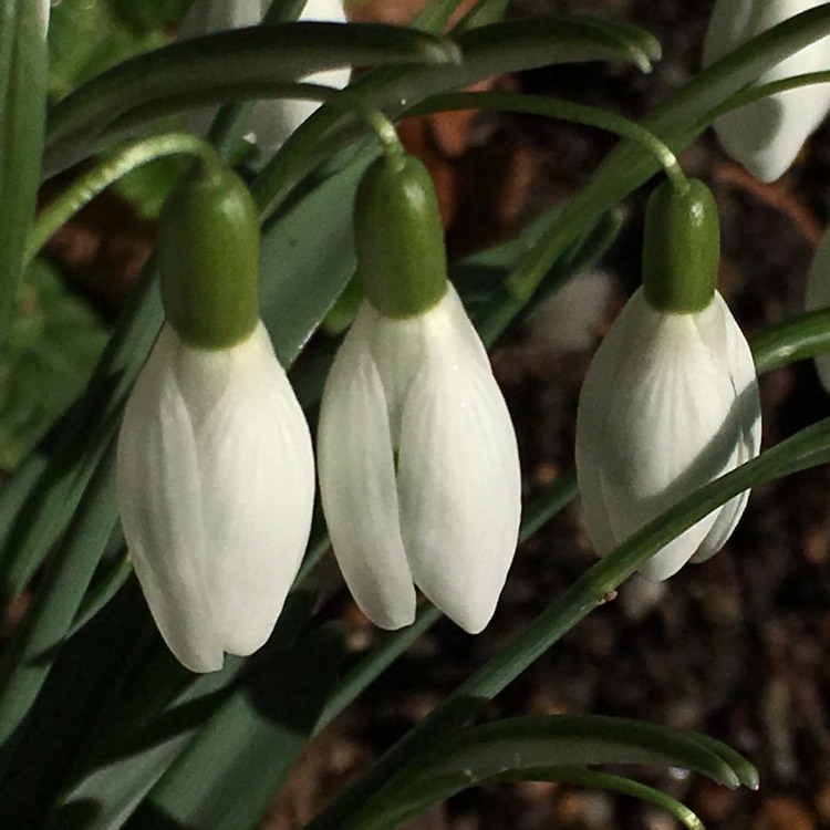 plant image 615191