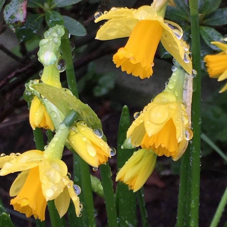 plant image 627654