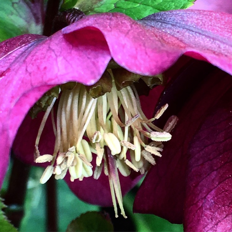 plant image 628674
