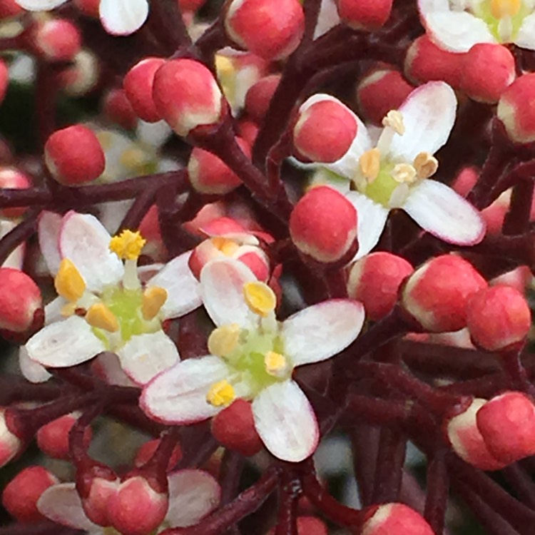 Plant image Skimmia japonica 'Rubella'
