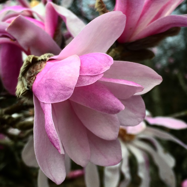 plant image 647299