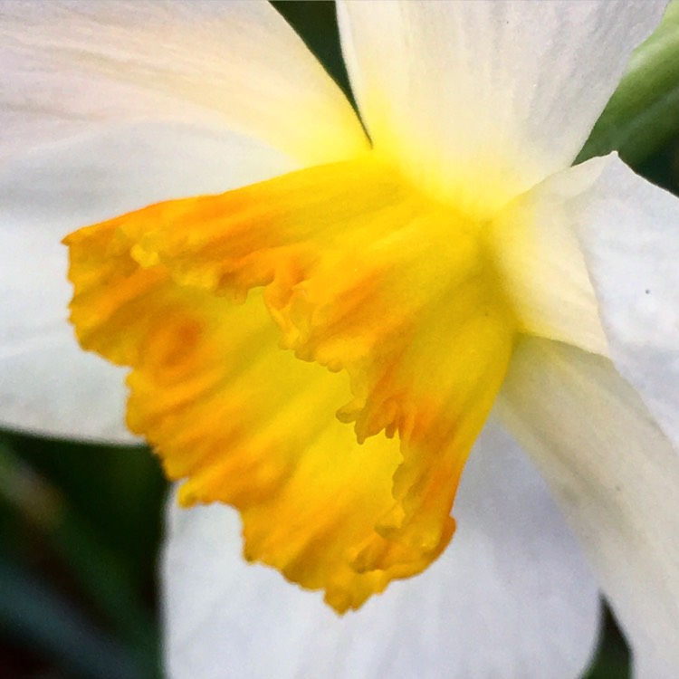 plant image 656366