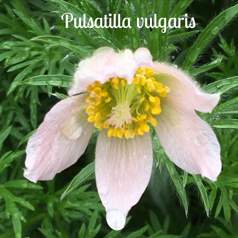 Plant image Pulsatilla vulgaris 'Perlen Glocke' syn. Pulsatilla vulgaris 'Pearl Bell'