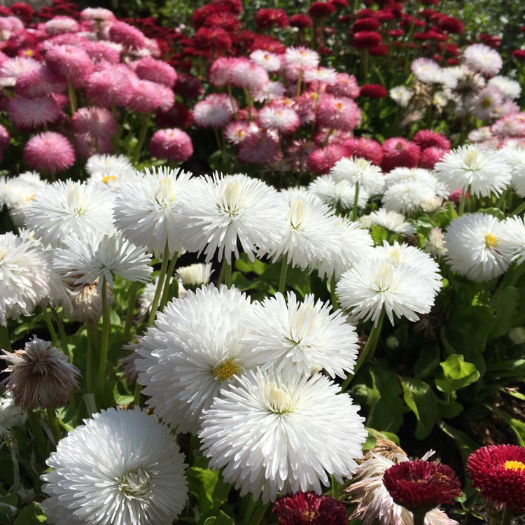 plant image 686035