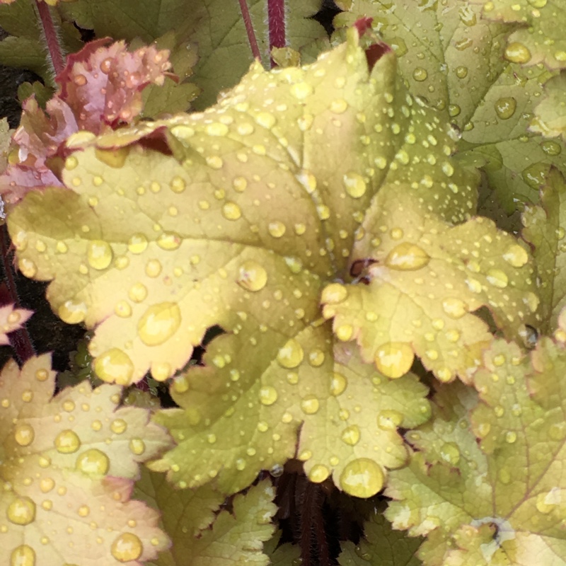 Heuchera 'Marmalade'