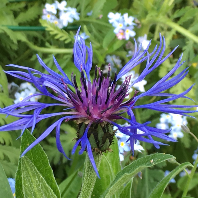 plant image 71302
