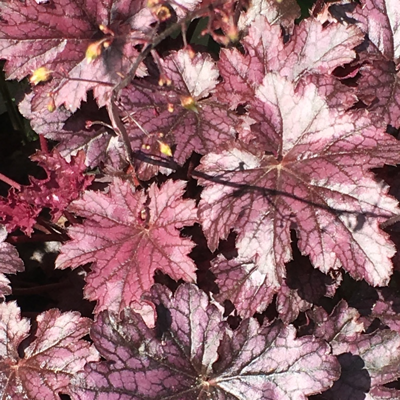 Plant image Heuchera 'Blackberry Jam'
