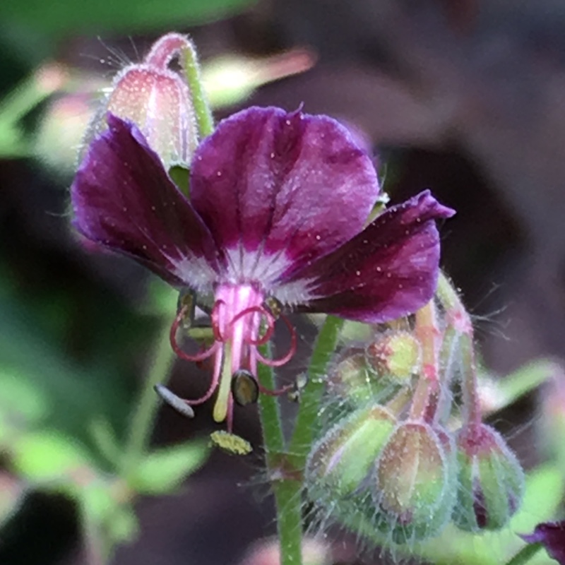 Plant image Geranium phaeum 'Samobor'