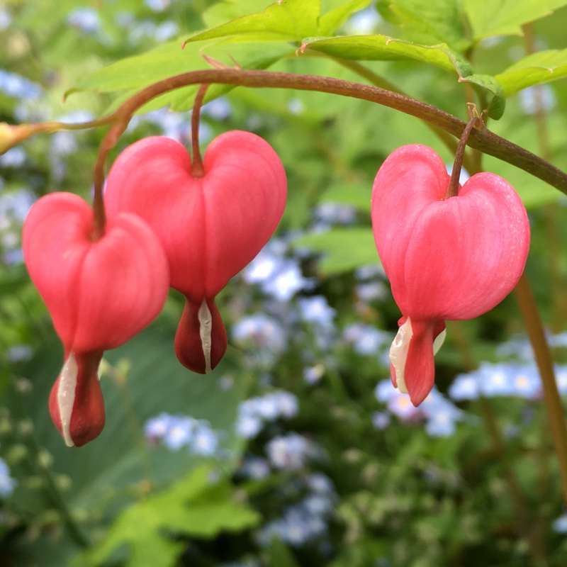 Lamprocapnos spectabilis 'Valentine' syn. Dicentra spectabilis ...