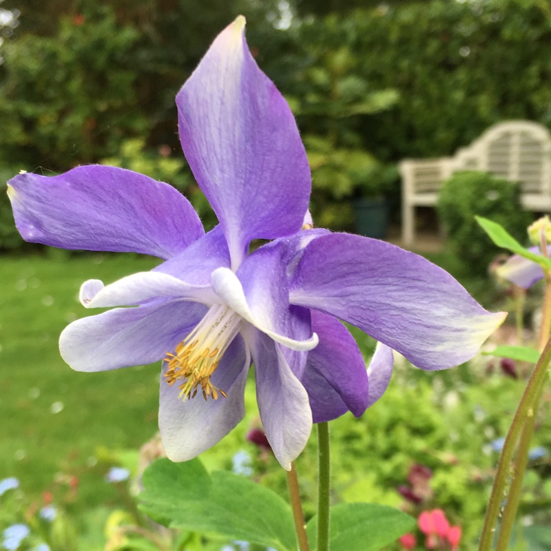 plant image 77628
