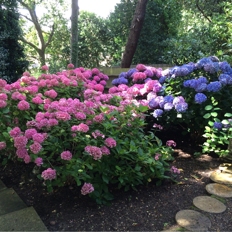 plant image 7837