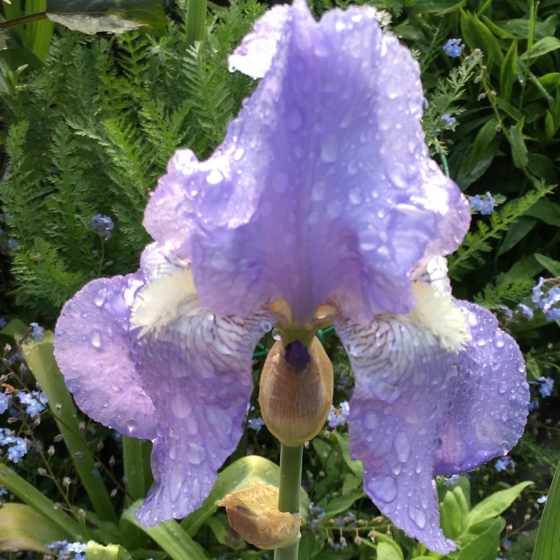 Plant image Iris x germanica 'Jane Phillips'