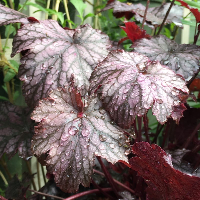 Plant image Heuchera 'Blackberry Jam'