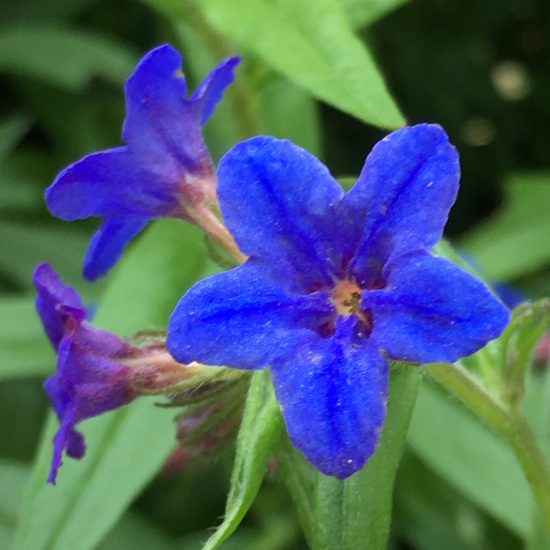 Lithodora diffusa 'Grace Ward' syn. Lithospermum prostratum 'Grace Ward'