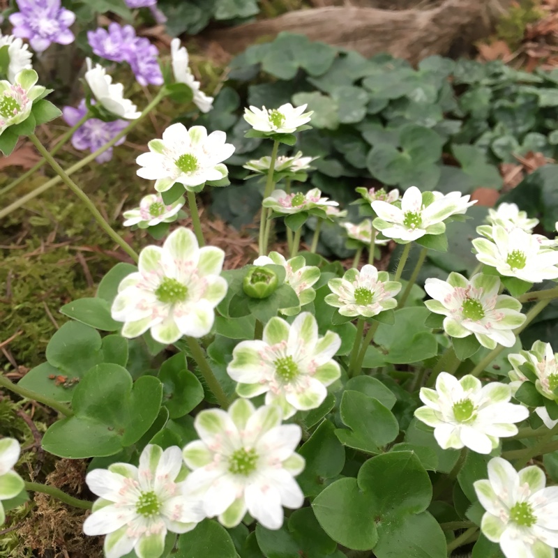Plant image Hepatica Nobilis White