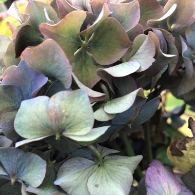 Hydrangea