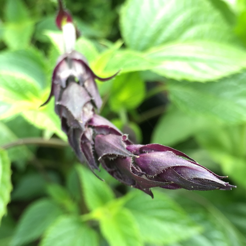 Plant image Salvia 'Amistad'