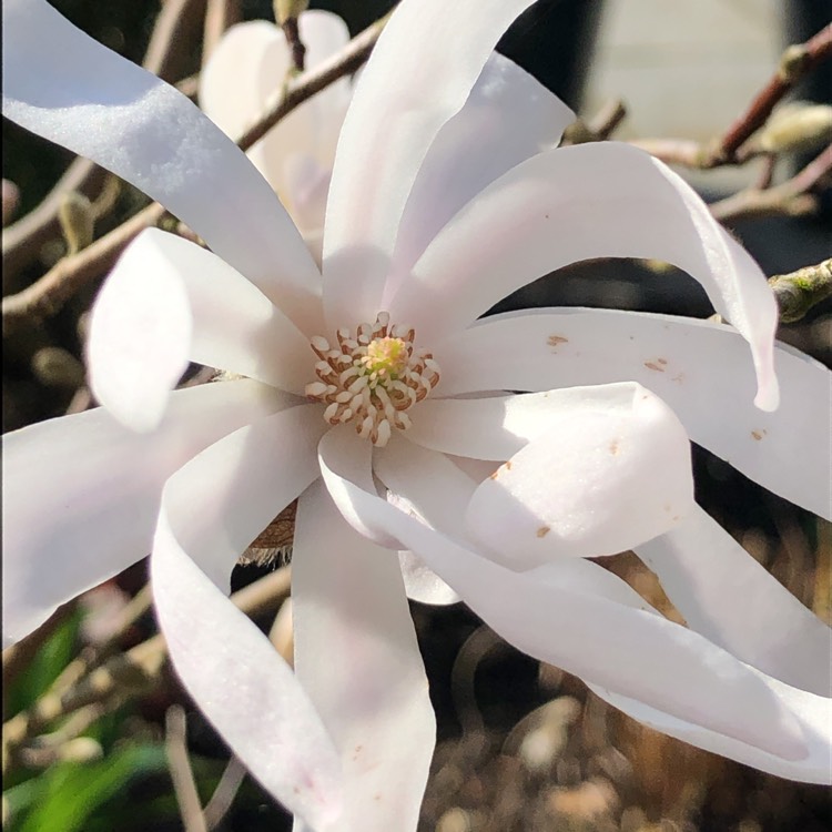 Plant image Magnolia stellata