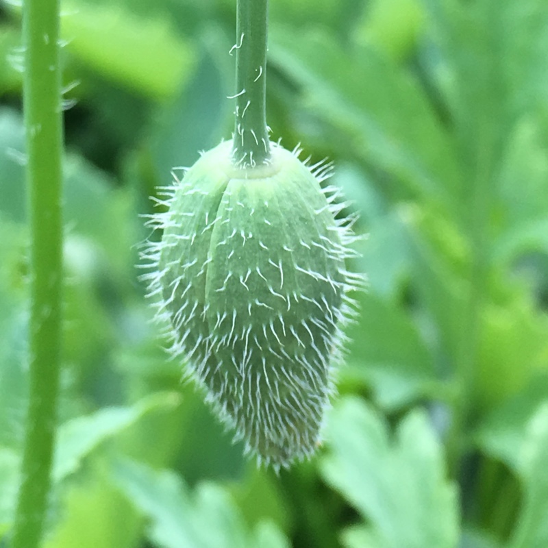 Plant image Meconopsis cambrica