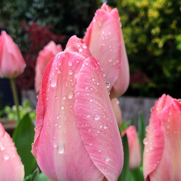 plant image 979523