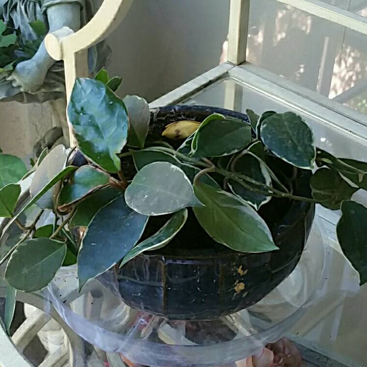 Plant image Hoya callistophylla