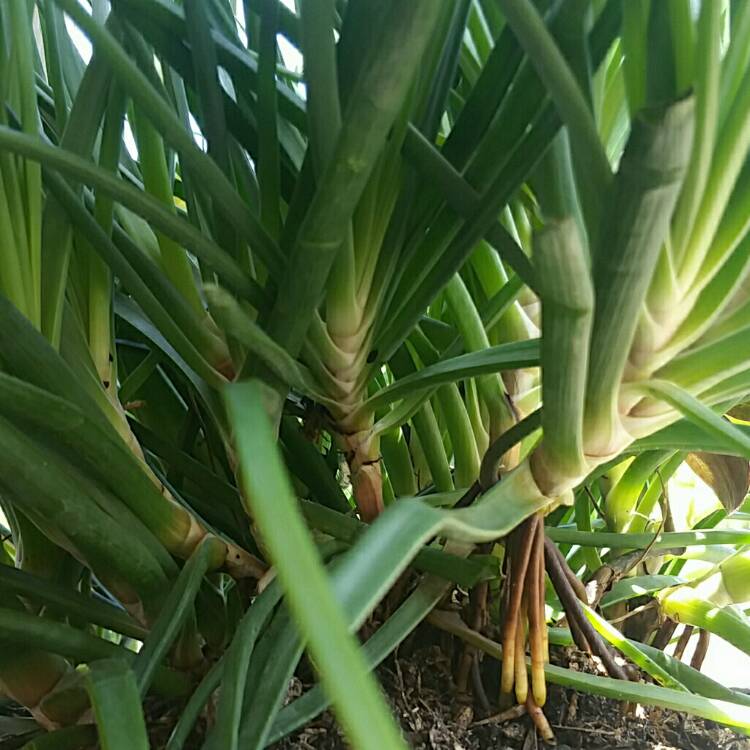 plant image 656800