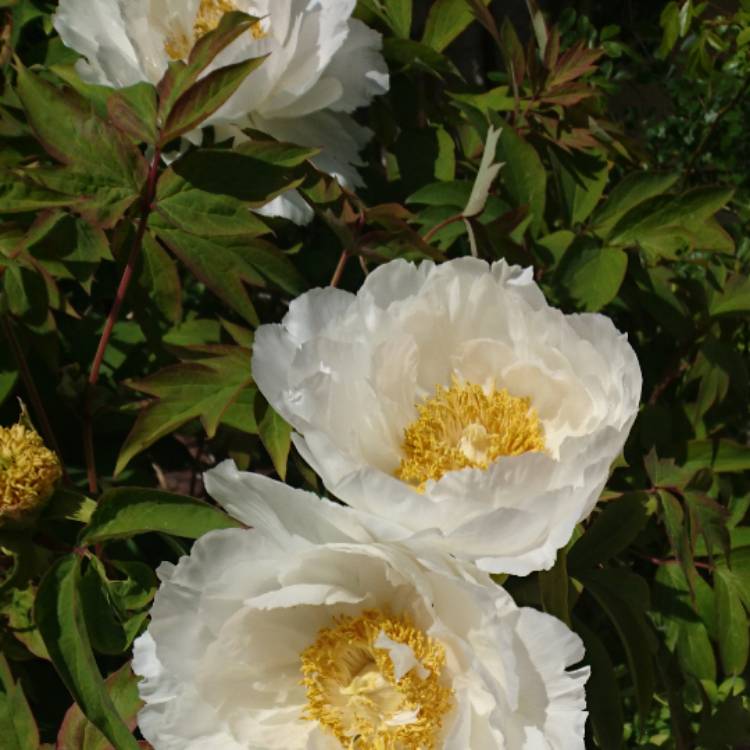 Paeonia Claire De Lune Peony Claire De Lune Herbaceous Uploaded By Mikeyr