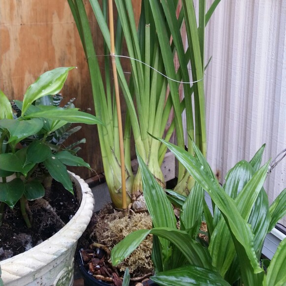 plant image 117251
