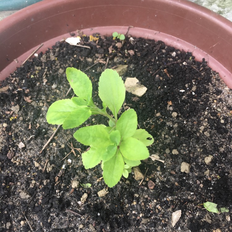 Plant image Stevia rebaudiana