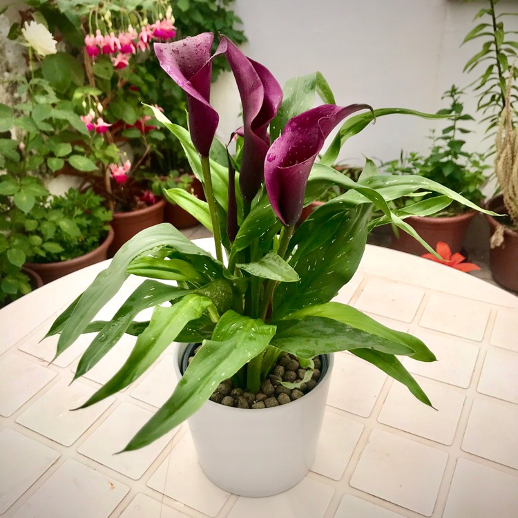 plant image 1322385