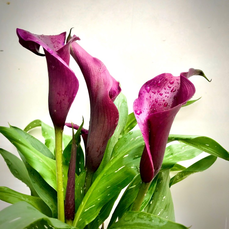 plant image 1322386