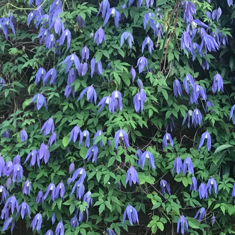 plant image 1004208