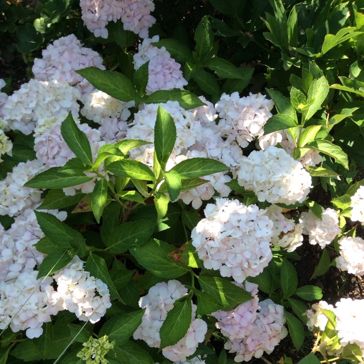 Plant image Hydrangea macrophylla 'Mme Emile Mouillère'