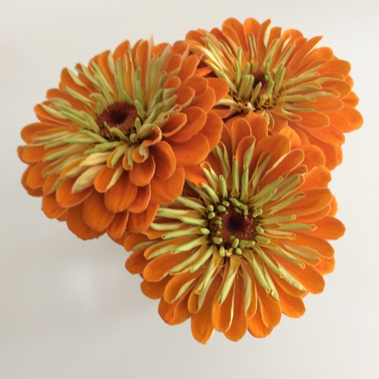 Plant image Zinnia 'Giant Dahlia Mix'