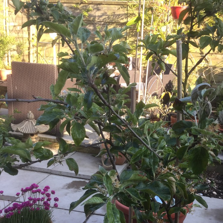 Plant image Malus domestica 'Cox's Orange Pippin'