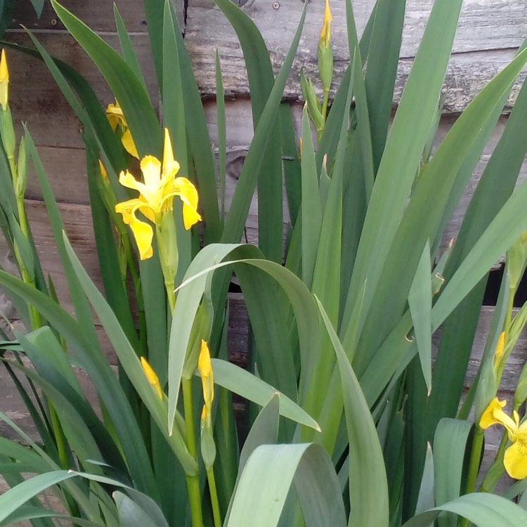 Plant image Iris x hollandica 'Royal Yellow'