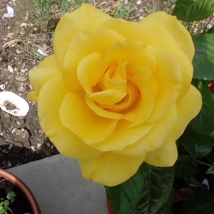 Plant image Rosa 'Golden Wedding'