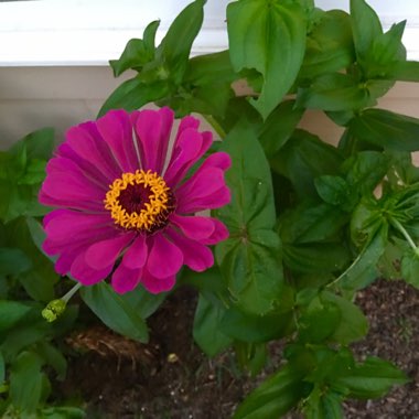 Zinnia 'Purple Prince'